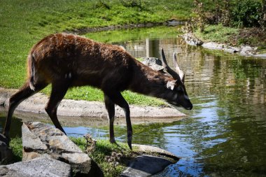 African Antelope is standing in the zoo near to the fence. They have not place for living.