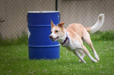 Köpek çimenlerde koşuyor. O çok çılgın bir köpek..