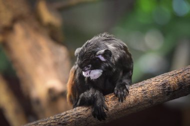 Maymun yerde bulduğu meyveyi yiyor..