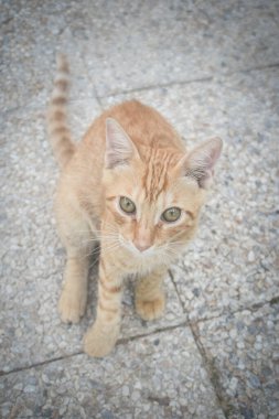 Oteldeki kedi. Şirin hayvan hayatı vahşi ve insanların yanında özgür..