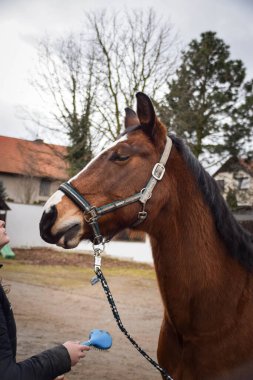 At sahibi ile birlikte dışarıda yürüyor. Atlısını bekliyor..