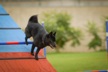 Köpek, çeviklik A çerçevesinde koşuyor. Harika bir akşam, Engel bir spor müsabakası için özel çeviklik eğitimi alıyor.