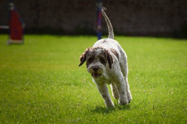 Köpek çimenlerde koşuyor. O çok çılgın bir köpek..
