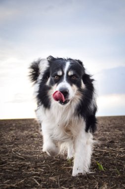 Border collie sahada koşuyor. Çok komik ve daha sevimli görünüyor..