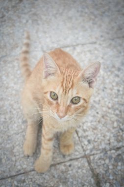 Oteldeki kedi. Şirin hayvan hayatı vahşi ve insanların yanında özgür..