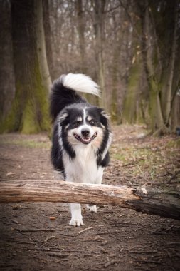 Border collie is running in the forest. He is so funny and he looks more cute.
