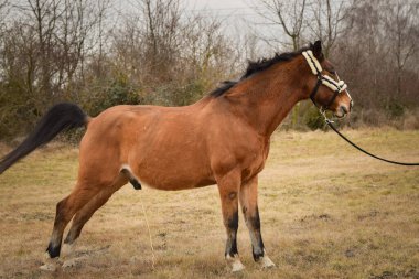 At sahibi ile birlikte dışarıda yürüyor. Atlısını bekliyor..