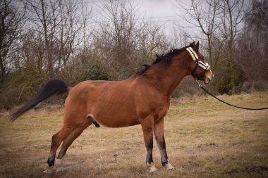 At sahibi ile birlikte dışarıda yürüyor. Atlısını bekliyor..
