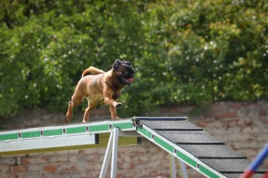 Köpek köpek gezintisinde çeviklik parkında koşuyor. Rekabet için yeni şeyler öğretiyor..
