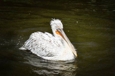 Suyun üzerindeki pelikanın hayvanat bahçesindeki portresi. Hayret verici hayvanlar. Ve çok iyi görünüyorlar..