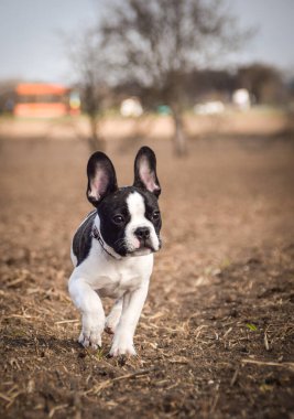 French buldog is running on the field. He is so crazy dog on trip.