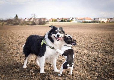 Border collie and french buldog are running on the field. Trey are so crazy dog on trip.