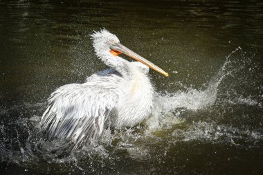 Suyun üzerindeki pelikanın hayvanat bahçesindeki portresi. Hayret verici hayvanlar. Ve çok iyi görünüyorlar..