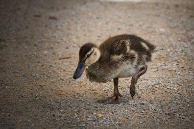 duck is standing in on the road in zoo. Summer day in zoo.