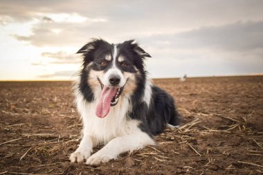 Border collie is lying on the field. He is so crazy dog on trip.