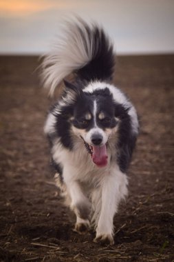 Border collie sahada koşuyor. Çok komik ve daha sevimli görünüyor..