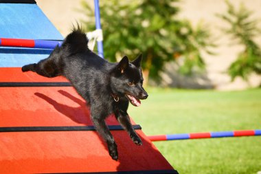 Dog, is running on agility A frame.Amazing evening, Hurdle having private agility training for a sports competition