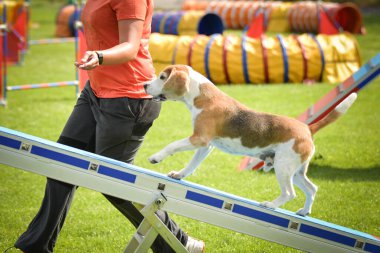 Köpek çeviklik testere ile koşuyor. Çeviklik konusunda inanılmaz bir köpek..