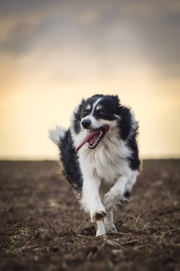 Border collie sahada koşuyor. Çok komik ve daha sevimli görünüyor..