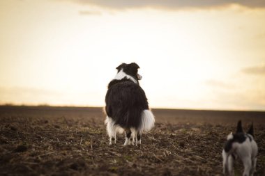Sınır çobanı sahada. Çok komik ve daha sevimli görünüyor..