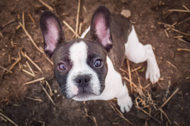 Fransız bulldog köpeğinin sonbahar portresi sahada. Bu suratla çok tatlı görünüyor. Çok güzel bir yüzü var..