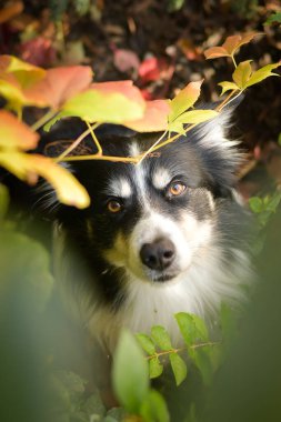Sınır çoban köpeğinin sonbahar portresi. Yaprakların arasında çok tatlı. Çok güzel bir yüzü var..