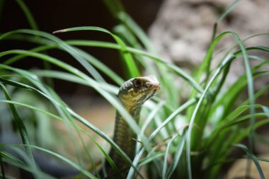 Snake is hiding in grass. He is waiting for his loot.