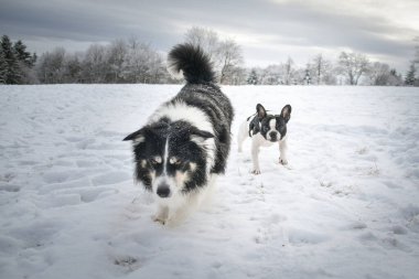 Köpekler karda bir tarlada koşuyor. Karda kış eğlencesi.
