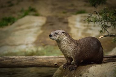 Hayvanat bahçesindeki su samuru. Doğada su samuru. 
