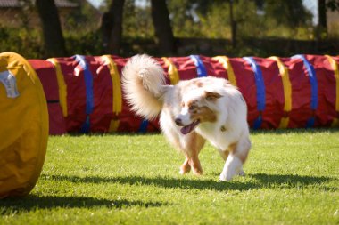 Köpek çimenlerde koşuyor. O çok çılgın bir köpek..