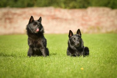 Köpekler çimenlerde oturuyor. O çok çılgın bir köpek..