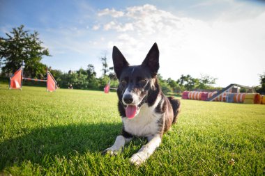 Köpek çimlerin üzerinde yatıyor. O çok çılgın bir köpek..