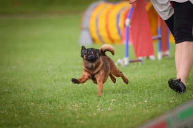 Köpek çimenlerde koşuyor. O çok çılgın bir köpek..