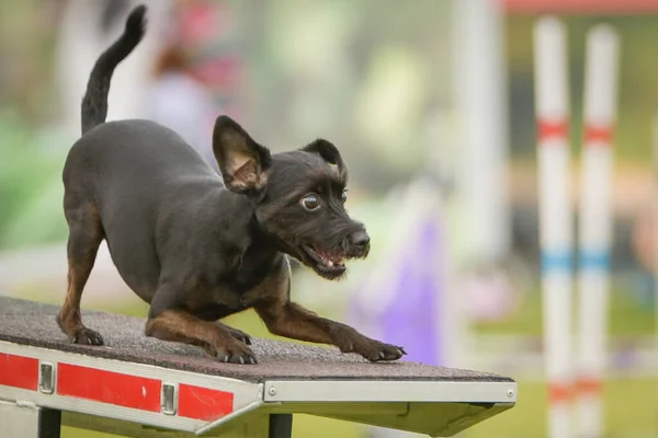 Perro Está Ejecutando Agilidad Ver Sierra Ella Tan Increíble Perro —  Fotos de Stock