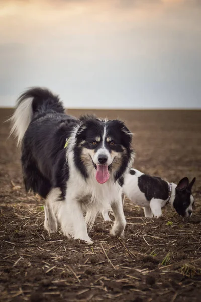 Border Collie French Buldog Running Field Trey Crazy Dog Trip — Stockfoto