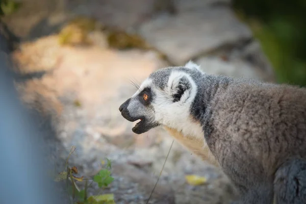 Lemur Kata Está Comiendo Fruta Que Encontró Suelo — Foto de Stock