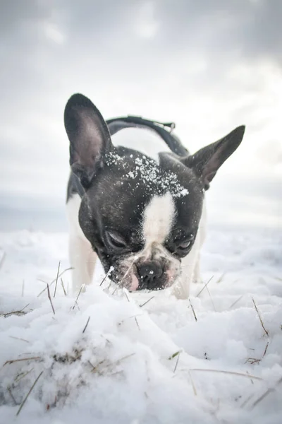 雪の中でフランスのブルドッグが畑を走っている 雪の中の冬の楽しみ — ストック写真