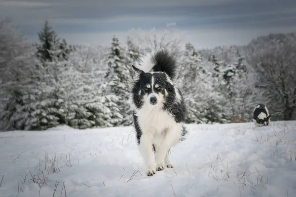 三色旗边的牧羊犬在雪地上奔跑 他是那么毛茸茸的狗 — 图库照片