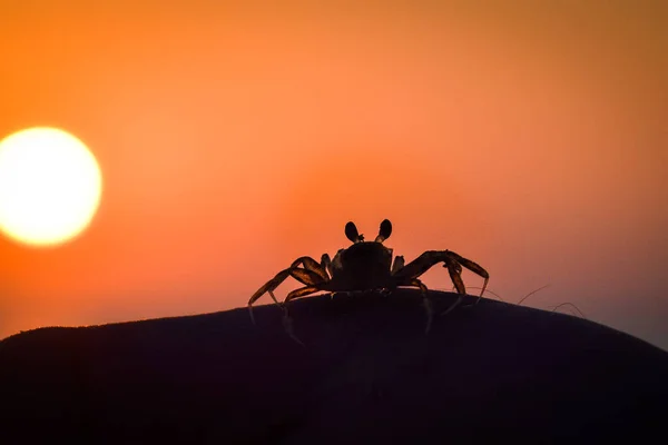 Vibrant Sunset Descending Horizon Crab Sea Golden Colors Small Waves — Foto Stock