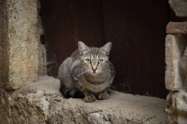 城市里的猫在番石榴 游客可以爱抚它 一只流浪猫 — 图库照片