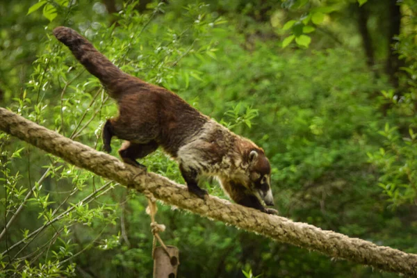 Vit Nosed Coati Klättrar Ett Rep Sin Livsmiljö Zoo Djur — Stockfoto