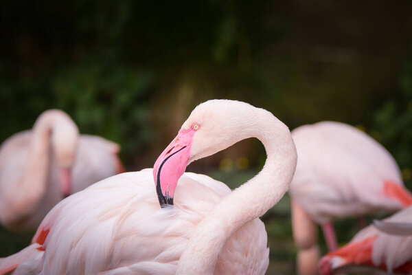 head of flamingo in zoo. Pink head of amazing animals.