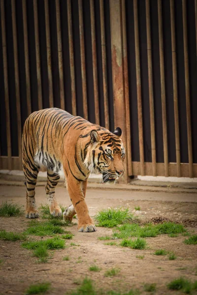 아시아 호랑이는 동물원 서식지로 이동중입니다 관리인을 기다리고 있습니다 — 스톡 사진