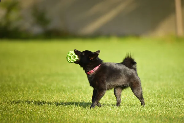 Dog Catching Ball Grass Crazy Dog Trip — Stock Photo, Image