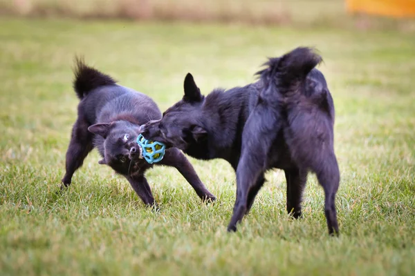 Собаки Играют Улице Траве Сумасшедший Пёс Поездке — стоковое фото