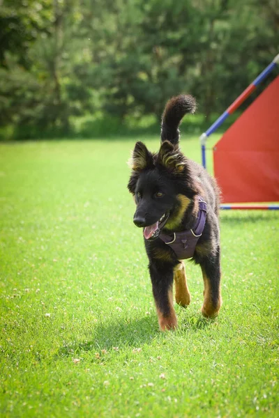 Köpek Çimenlerde Koşuyor Çok Çılgın Bir Köpek — Stok fotoğraf