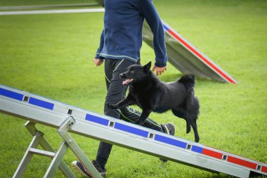Köpek çeviklik testere ile koşuyor. Çeviklik konusunda inanılmaz bir köpek..