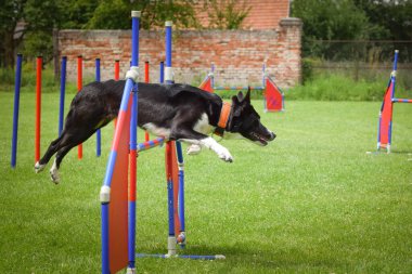 Köpek engellerin üzerinden atlıyor. Czech çeviklik özel eğitiminde harika bir gün.