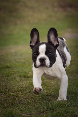 Fransız bulldog köpeğinin sonbahar portresi sahada. Bu suratla çok tatlı görünüyor. Çok güzel bir yüzü var..