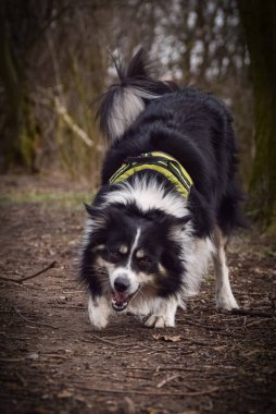 Border collie is running in the forest He is so funny and he looks more cute.